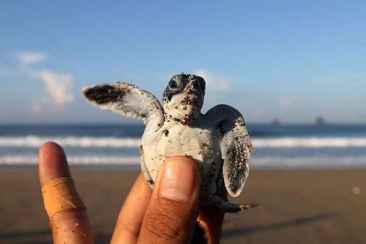 Destinasi wisata pantai indah di Banyuwangi hits dan terbaru rekomendasi panorama alam-Pantai Sukamade konservasi penyu-foto instagram by @jelajahtrip