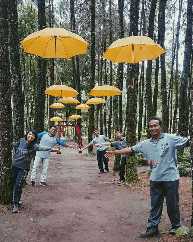 5 Tempat wisata Instagramable di Banyuwangi-hutan pinus songgon