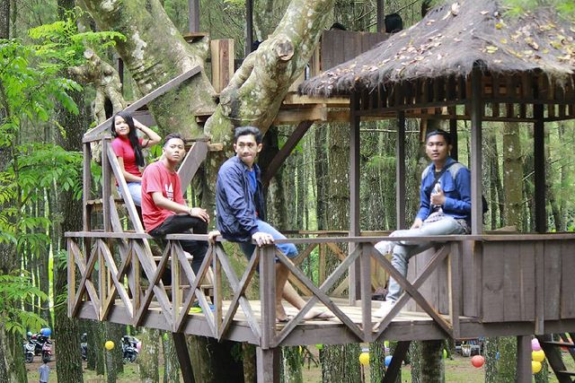 5 Tempat wisata Instagramable di Banyuwangi-hutan pinus songgon