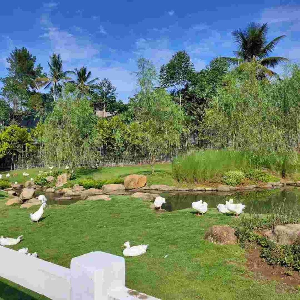 Wisata Puncak Bogor Cimory Diaryland Lokasi harga tiket dan wahana seru - mevrouwwortel.com foto by instagram @debbynovianti