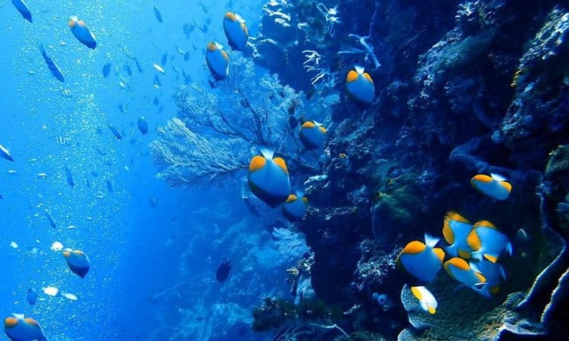 Sejarah Taman Laut Bunaken Sulawesi Utara