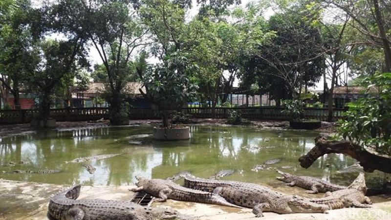 Taman Buaya Indonesia Jaya tempat wisata bekasi