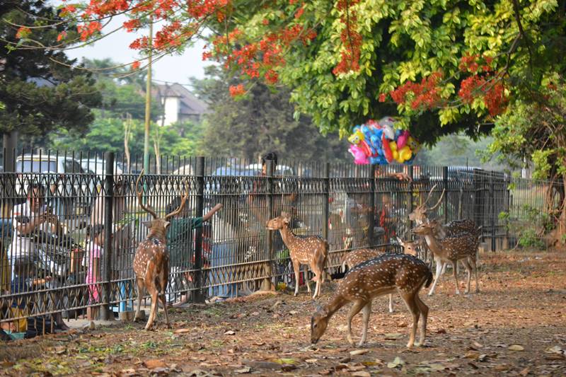 Taman Rusa Kemang Pratama tempat wisata bekasi