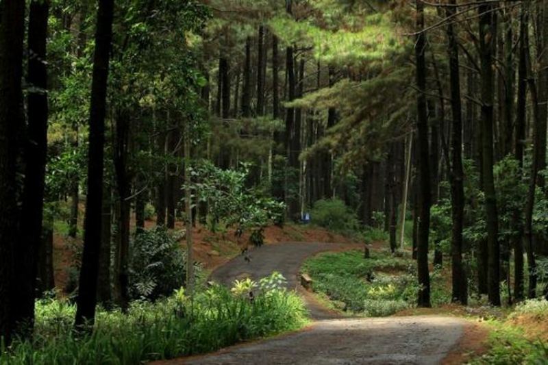 Taman Wisata Alam Gunung Pancar  Wisata Bogor Murah