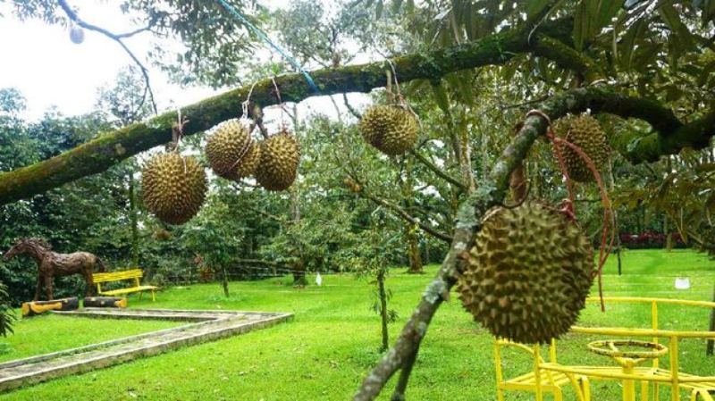 Warso Farm  Wisata Bogor Murah